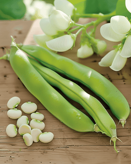 Sementes de fava Threefold White Vicia faba variedade anual
