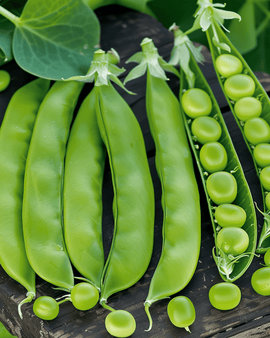 Ervilhas Marktveroveraar Sementes Pisum Sativum Variedade Anual