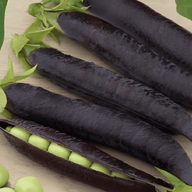 Sementes de ervilha Ezethas Krombek Blue Podded Pisum Sativum — variedade anual