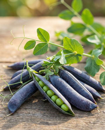 Guisante Ezethas Krombek Blue Podded (Pisum sativum) – semillas de hortaliza anual de SeedsChoice