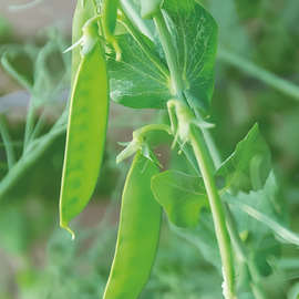 Semillas de guisante azucarado De Grace variedad anual Pisum sativum