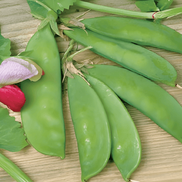 Ervilhas-de-quebrar Grijze Roodbloeiende (Pisum sativum) – sementes de hortaliça anual