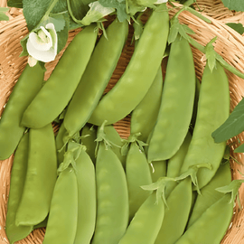 Semillas de guisante azucarado Heraut Pisum sativum anual