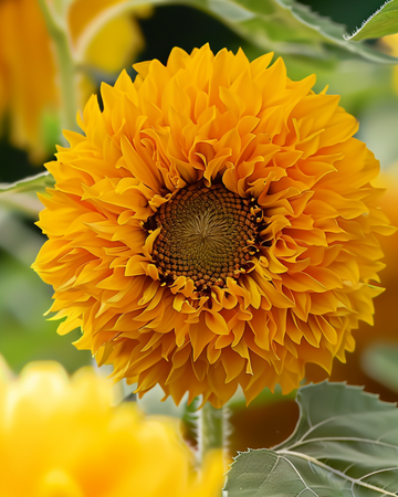 Semillas de girasol Sungold Double Dwarf (Helianthus annuus) – flor anual