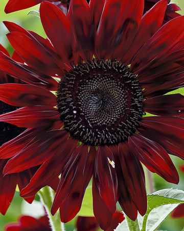 Sementes de girassol Moulin Rouge (Helianthus annuus) – flor anual