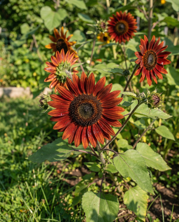 Girassol Moulin Rouge (Helianthus annuus) – sementes de flor anual da SeedsChoice