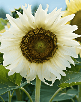 Semillas de girasol White Moon F1 Helianthus Annuus flor anual