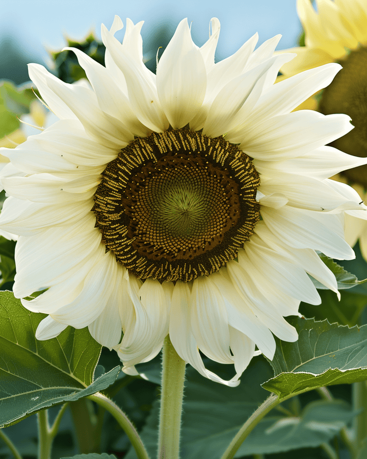 Sementes de girassol White Moon F1 (Helianthus annuus) – flor anual