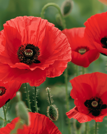 Sementes de papoila vermelha (Papaver rhoeas) – flor anual