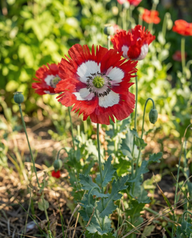 Semillas de amapola Danish Flag variedad de flor anual Danish Flag