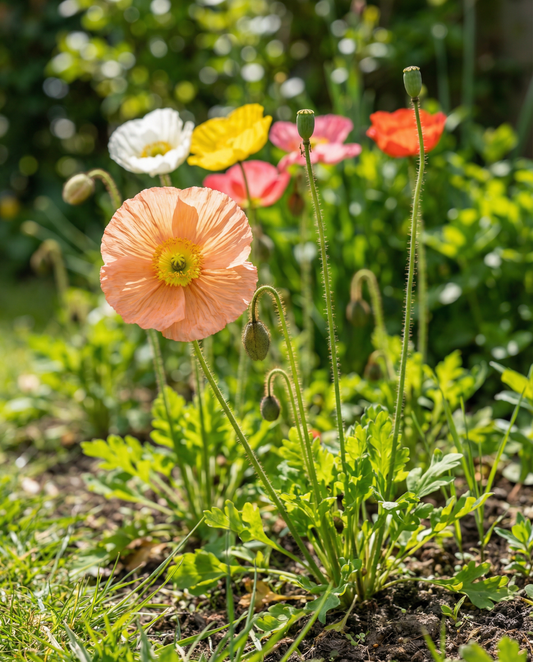 Amapola de Islandia Mix (Papaver nudicaule) – semillas de flor bienal de SeedsChoice