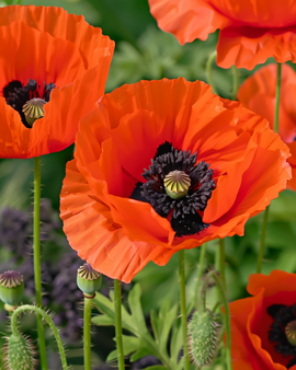 Semillas de amapola oriental Papaver orientale mezcla perenne