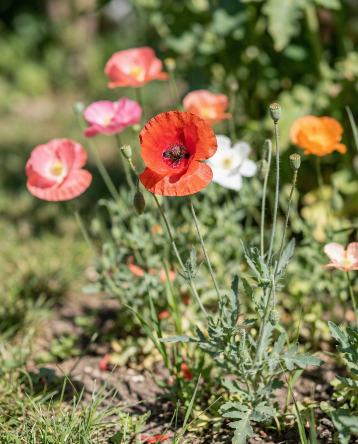 Sementes de papoila Single Flowered Mix – flor anual