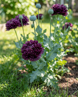 Semillas de amapola Black Paeony flor anual púrpura oscuro 80 cm