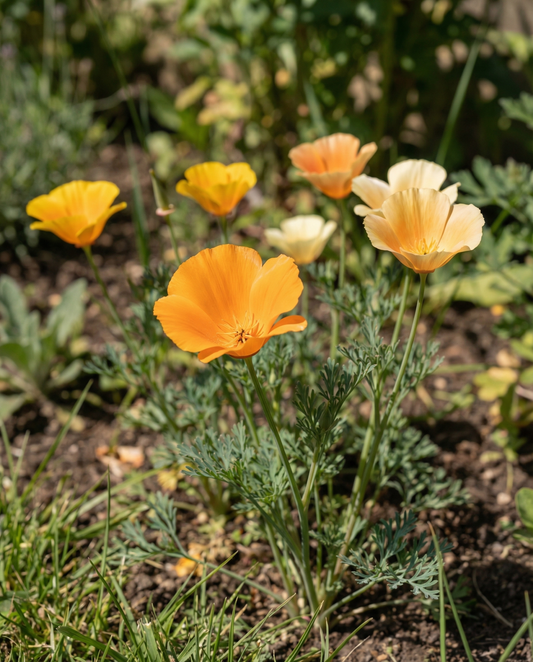 Amapola de flor simple mezclada (Eschscholzia californica) – semillas de flores anuales de SeedsChoice
