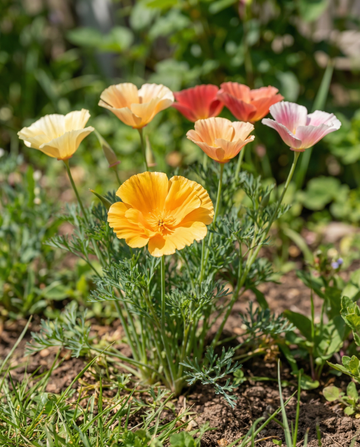 Floración doble mixta (Eschscholzia californica) – semillas de flor anual de SeedsChoice