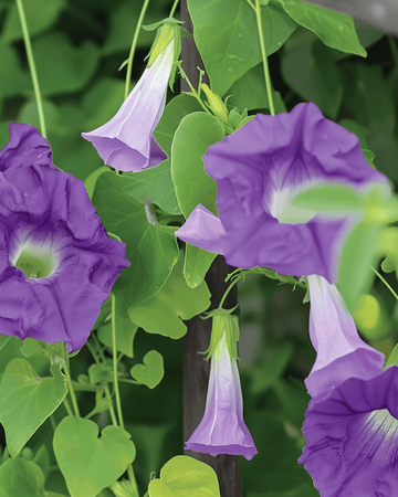 Semillas de enredadera violeta (Asarina scandens) – trepadora anual