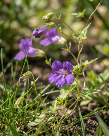 Enredadera violeta (Asarina scandens) – semillas de trepadora anual de SeedsChoice