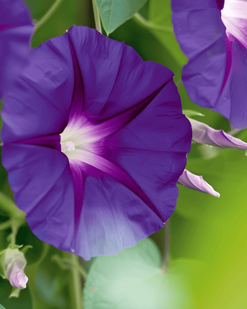 Sementes Knowlians Black Climber Dark Purple (Ipomoea purpurea) – trepadeira anual