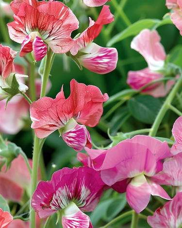 Semillas de guisante de olor Unwin's Striped Climber (Lathyrus odoratus) – trepadora anual