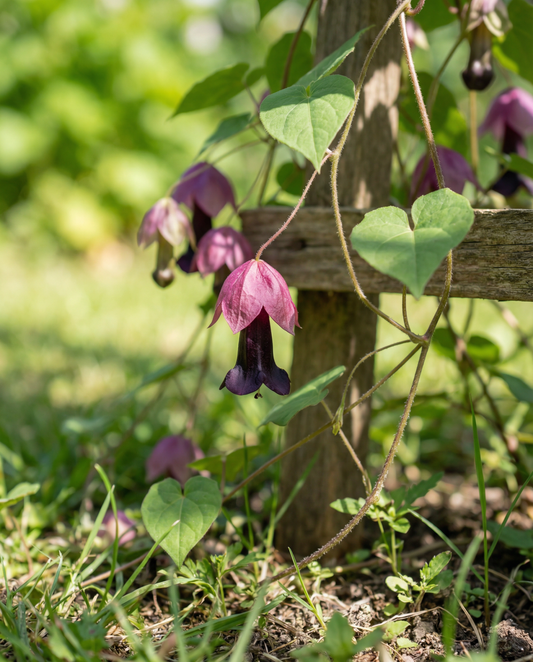 Trepadeira Sino Púrpura (Rhodochiton atrosanguineum) – sementes de trepadeira perene da SeedsChoice