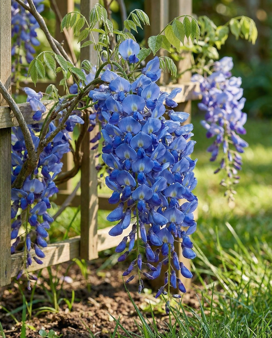 Trepadora azul (Wisteria sinensis) – semillas de trepadora perenne de SeedsChoice