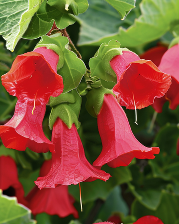 Semillas de boca de dragón trepadora Red Dragon Climber (Asarina wislizensis) – trepadora anual