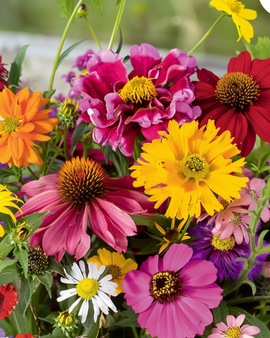 Semillas de flores de verano mezcla anual Endless Summer para ramos coloridos
