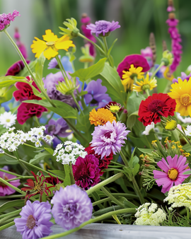 Semillas de flores eternas anuales Everlasting Mix For Dried Bouquets 5g