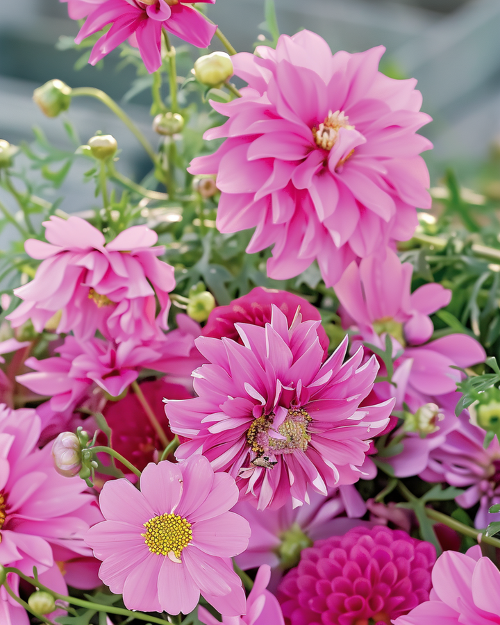 Semillas de flores de verano mezcla Pretty Pink Mix – flor anual