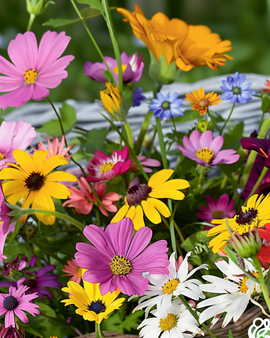 Sementes de flores de corte – mistura anual colorida para buquês, 60 cm