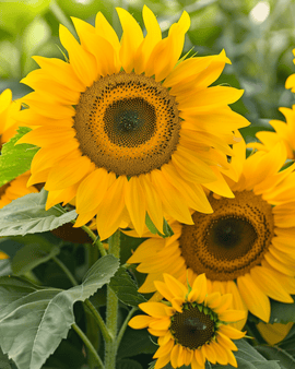 Sementes de Girassol Sunlit Helianthus Annuus Mix Bouquet Anual 75 cm
