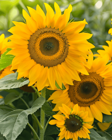 Semillas de girasol Sunlit Bouquet Mix 75cm (Helianthus annuus) – flor anual