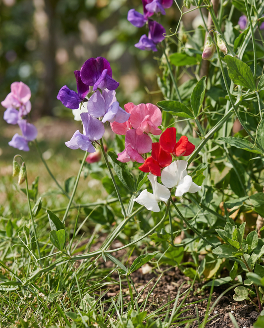 Guisante de olor Royal Family Mix (Lathyrus odoratus) – semillas de flor anual de SeedsChoice