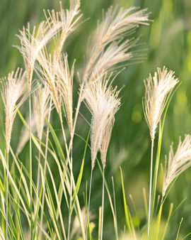 Semillas de hierba de las plumas mexicana Stipa tenuissima perenne