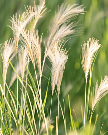 Semillas de hierba de las plumas mexicana (Stipa tenuissima) – gramínea perenne