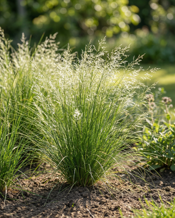 Hierba de las plumas mexicana (Stipa tenuissima) – semillas de gramínea perenne de SeedsChoice