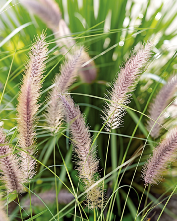 Fountain Grass seeds (Pennisetum alopecuroides) – perennial grass
