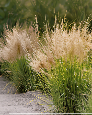 Sementes de erva-de-pradaria Dropseed (Sporobolus heterolepis) – erva perene