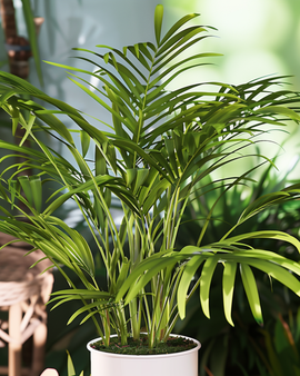 Semillas de palma Neanthe Bella Chamaedorea elegans perenne