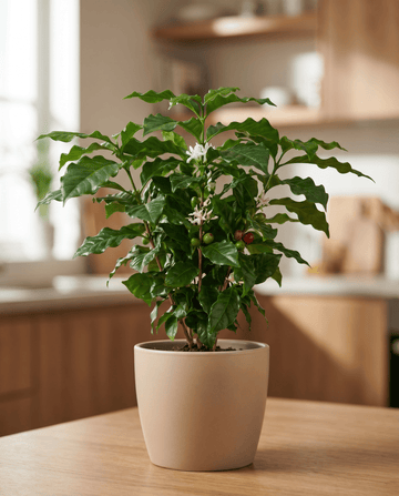 Café-arábico de interior (Coffea arabica) – sementes de planta de apartamento perene da SeedsChoice