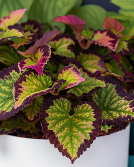 Semillas de Coleus Coleus Blumei Rainbow Mix perenne