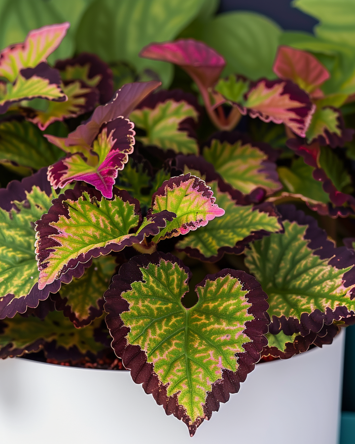 Sementes Rainbow (Coleus blumei) – mistura perene