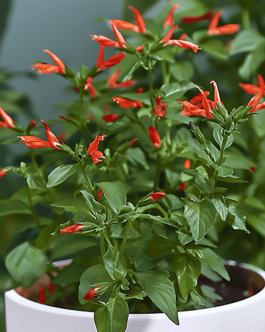 Sementes de planta-charuto para interior com flores (Cuphea ignea) – planta de interior perene
