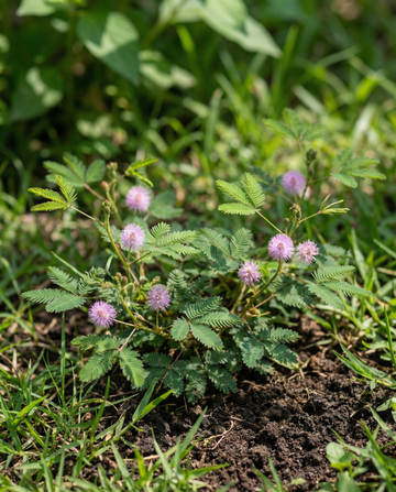 Semillas de planta sensible de interior (Mimosa pudica) – semillas de planta de interior perenne de SeedsChoice