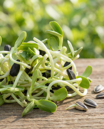 Girassol para Germinação (Helianthus annuus) – sementes biológicas para germinar da SeedsChoice