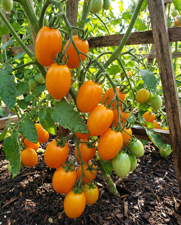 Semillas de tomate cherry Dolly F1 (Solanum lycopersicum) – hortaliza anual