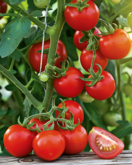 Cherry Tomato Gardener's Delight Seeds Solanum Lycopersicum Annual