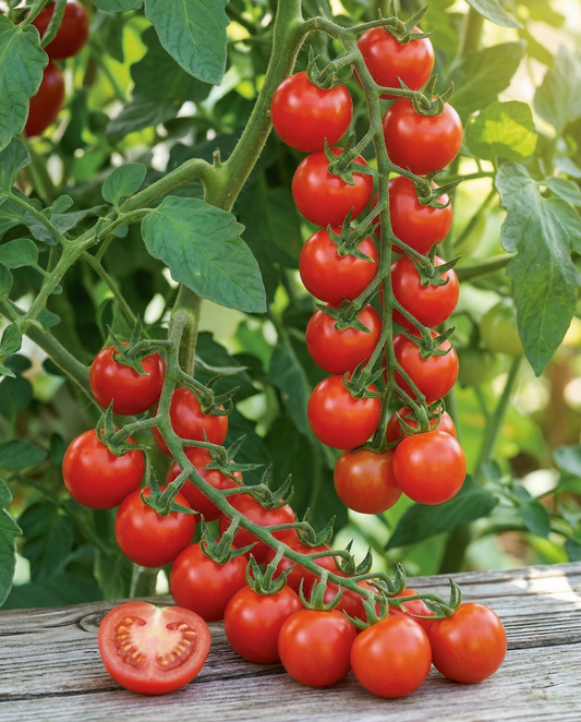 Tomate-cereja Gardener's Delight (Solanum lycopersicum) – sementes de legume anual da SeedsChoice