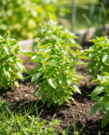 Microverdes de manjericão-limão (Ocimum basilicum) – sementes de microverdes anuais de SeedsChoice
